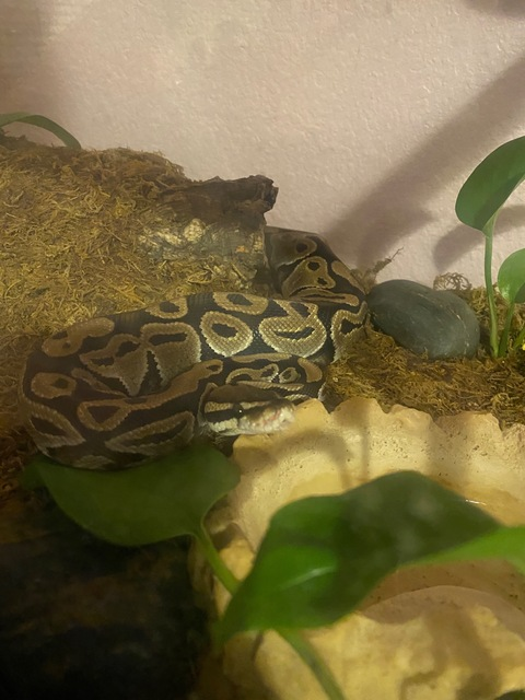 unpureskies OnlyFans - Free Access to 32 Videos & 49 Photos Onlyfans Free Access