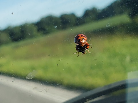 victoria_scarlett OnlyFans - Free Access to 32 Videos & 121 Photos Onlyfans Free Access