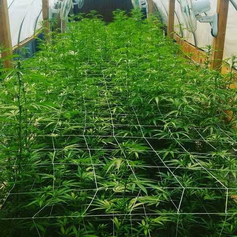 weednerd OnlyFans - Free Access to 32 Videos & 49 Photos Onlyfans Free Access