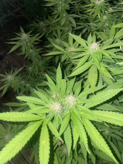 whopthickanddeep OnlyFans - Free Access to 32 Videos & 49 Photos Onlyfans Free Access