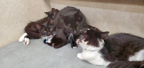 x_oni_x OnlyFans - Free Access to 32 Videos & 49 Photos Onlyfans Free Access