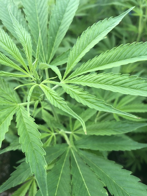 xjadexxxx OnlyFans - Free Access to 32 Videos & 49 Photos Onlyfans Free Access