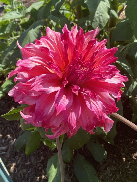 xochi_moon OnlyFans - Free Access to 32 Videos & 50 Photos Onlyfans Free Access