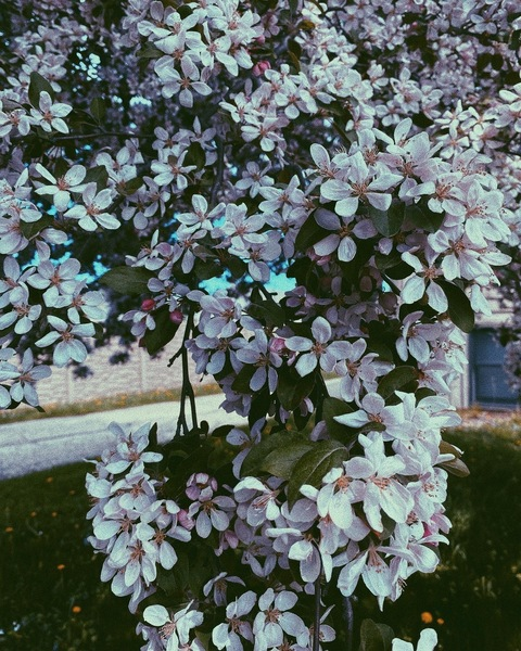 xxsacredhoneyxx OnlyFans - Free Access to 32 Videos & 84 Photos Onlyfans Free Access