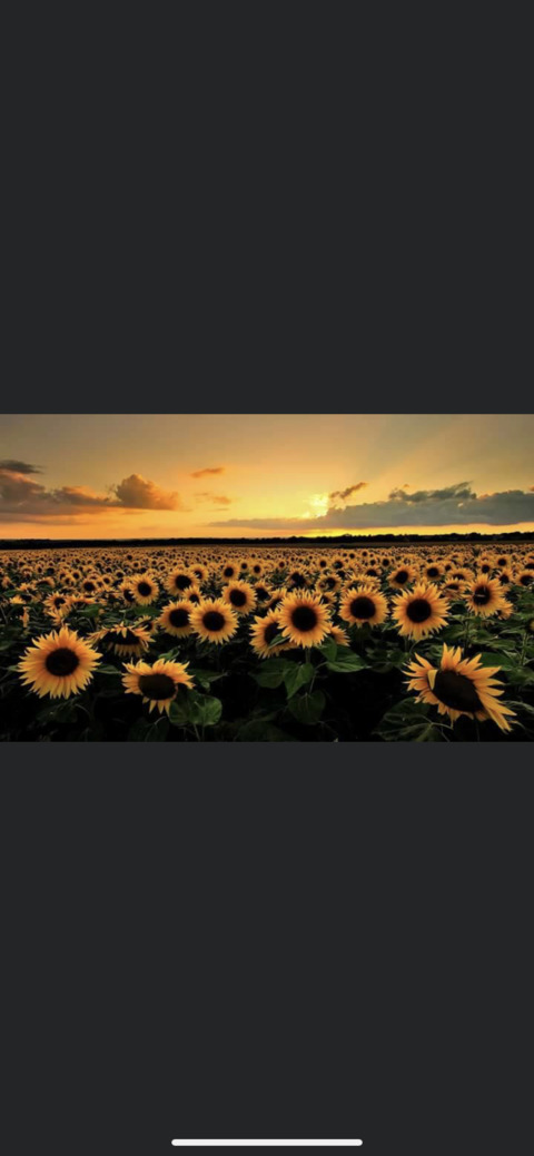 yellowcanary19 OnlyFans - Free Access to 32 Videos & 49 Photos Onlyfans Free Access