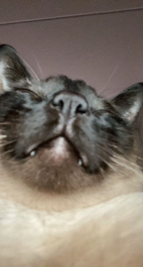 yodadeatsmyass OnlyFans - Free Access to 32 Videos & 84 Photos Onlyfans Free Access