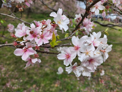 yogurtsoju OnlyFans - Free Access to 32 Videos & 49 Photos Onlyfans Free Access