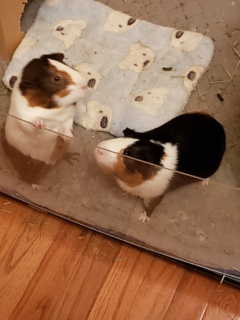 zeelao OnlyFans - Free Access to 32 Videos & 49 Photos Onlyfans Free Access