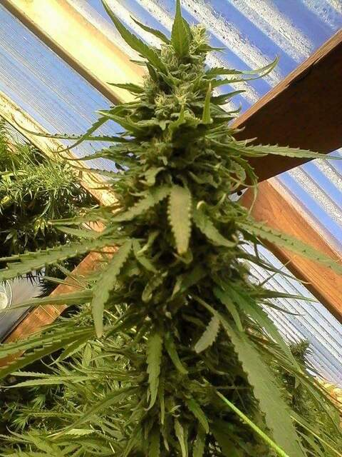 zerdboy2 OnlyFans - Free Access to 32 Videos & 49 Photos Onlyfans Free Access